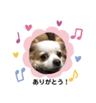 可愛いチワワのひめちゃん（個別スタンプ：19）