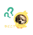 可愛いチワワのひめちゃん（個別スタンプ：21）