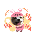 可愛いチワワのひめちゃん（個別スタンプ：40）