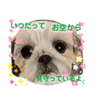 お友達ワンコ大集合4（個別スタンプ：1）