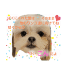 お友達ワンコ大集合4（個別スタンプ：6）