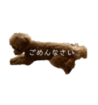 トイプードル玄米2（個別スタンプ：14）