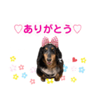 ミニチュアダックスのおっとりヴィヴィアン（個別スタンプ：1）