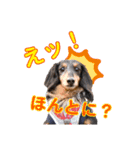 ミニチュアダックスのおっとりヴィヴィアン（個別スタンプ：2）
