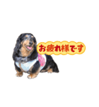 ミニチュアダックスのおっとりヴィヴィアン（個別スタンプ：4）