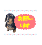 ミニチュアダックスのおっとりヴィヴィアン（個別スタンプ：5）