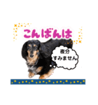 ミニチュアダックスのおっとりヴィヴィアン（個別スタンプ：8）