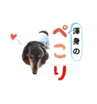 ミニチュアダックスのおっとりヴィヴィアン（個別スタンプ：13）