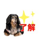 ミニチュアダックスのおっとりヴィヴィアン（個別スタンプ：14）