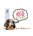 ミニチュアダックスのおっとりヴィヴィアン（個別スタンプ：16）