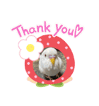 アルビノインコ きなこ3（個別スタンプ：3）