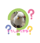アルビノインコ きなこ3（個別スタンプ：4）
