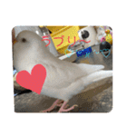 アルビノインコ きなこ3（個別スタンプ：7）