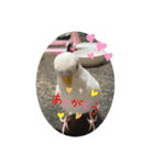 アルビノインコ きなこ3（個別スタンプ：9）