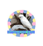 アルビノインコ きなこ3（個別スタンプ：10）