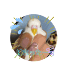アルビノインコ きなこ3（個別スタンプ：13）