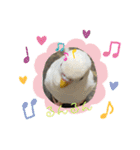 アルビノインコ きなこ3（個別スタンプ：15）