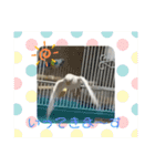 アルビノインコ きなこ3（個別スタンプ：16）