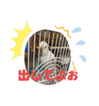 アルビノインコ きなこ3（個別スタンプ：18）