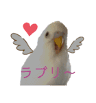 アルビノインコ きなこ3（個別スタンプ：19）