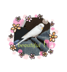 アルビノインコ きなこ3（個別スタンプ：21）