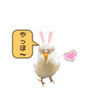 アルビノインコ きなこ3（個別スタンプ：23）