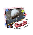 アルビノインコ きなこ3（個別スタンプ：24）