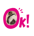 The feelings of Omochi, the cat（個別スタンプ：1）