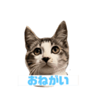 The feelings of Omochi, the cat（個別スタンプ：4）