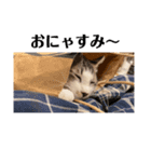 The feelings of Omochi, the cat（個別スタンプ：5）