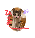 The feelings of Omochi, the cat（個別スタンプ：8）