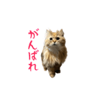 毎日を生きるココちゃん（個別スタンプ：1）