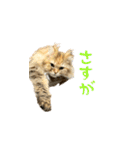 毎日を生きるココちゃん（個別スタンプ：2）