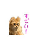 毎日を生きるココちゃん（個別スタンプ：4）