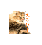 毎日を生きるココちゃん（個別スタンプ：5）