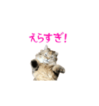 毎日を生きるココちゃん（個別スタンプ：6）