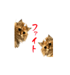 毎日を生きるココちゃん（個別スタンプ：7）