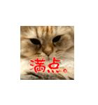 毎日を生きるココちゃん（個別スタンプ：9）