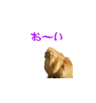 毎日を生きるココちゃん（個別スタンプ：11）