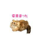 毎日を生きるココちゃん（個別スタンプ：13）