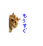 毎日を生きるココちゃん（個別スタンプ：14）