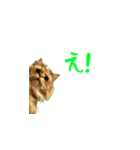 毎日を生きるココちゃん（個別スタンプ：16）