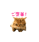 毎日を生きるココちゃん（個別スタンプ：17）