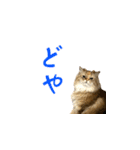 毎日を生きるココちゃん（個別スタンプ：19）