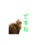 毎日を生きるココちゃん（個別スタンプ：20）