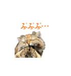 毎日を生きるココちゃん（個別スタンプ：21）