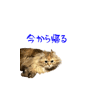 毎日を生きるココちゃん（個別スタンプ：22）