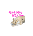 毎日を生きるココちゃん（個別スタンプ：24）