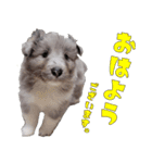 シェルティ ネオのスタンプ(パピー編)（個別スタンプ：1）