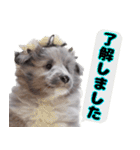 シェルティ ネオのスタンプ(パピー編)（個別スタンプ：6）